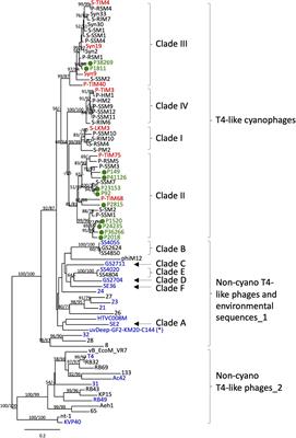 Quantification of T4-Like and T7-Like Cyanophages Using the Polony Method Show They Are Significant Members of the Virioplankton in the North Pacific Subtropical Gyre